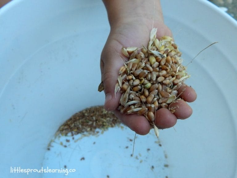 TEACHING CHILDREN WHERE FOOD COMES FROM: Kids are so far removed from the production of food these days that they have no idea where it orginates or what it takes to produce it. Teaching children where their food comes from is imperative.