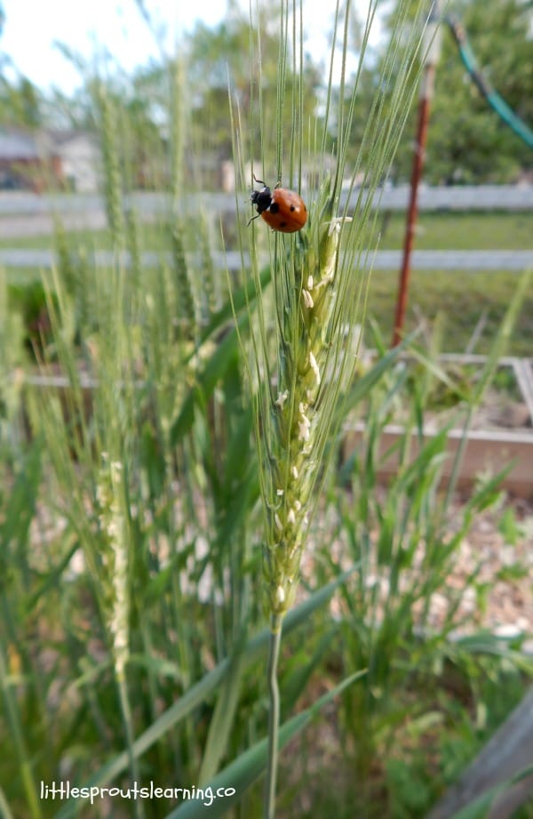 You can grow wheat, grind it and make it into bread yourself. Wheat will grow right in your vegetable garden and it's simpler than you think! Find out how.