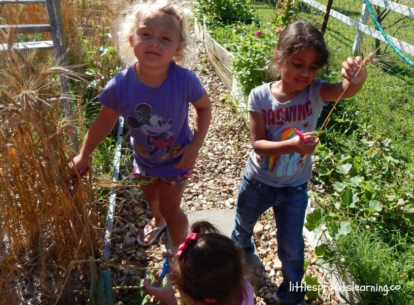 kids harvesting wheat
