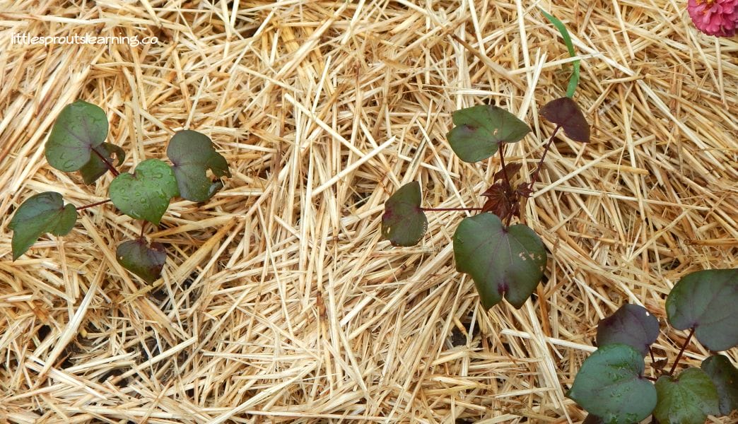 small cotton seedlings in the garden