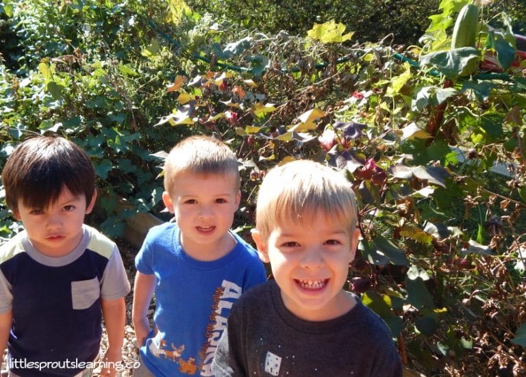 Teaching a plant theme for preschool is a great way to teach kids lots of science as well as give them sensory experiences. Kids love to watch things grow.