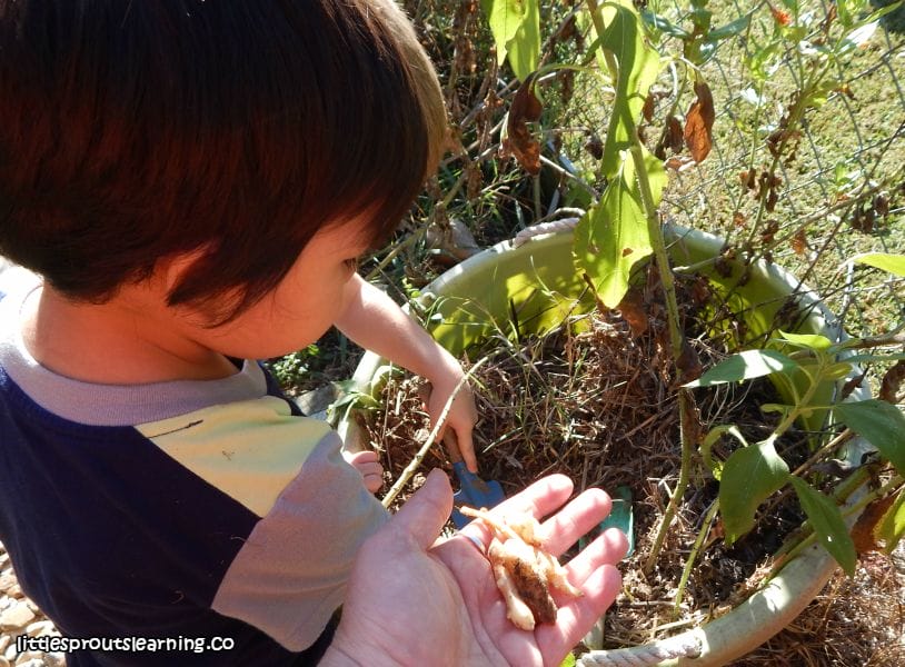 freshly-harvested-jerusalem-artichokes