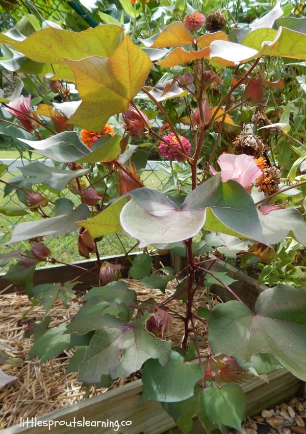 cotton plants in the vegetable garden