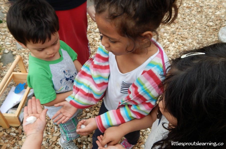 kids planting cotton seeds in the preschool garden