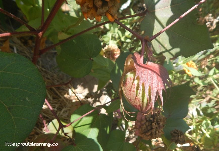 pods-of-growing-cotton