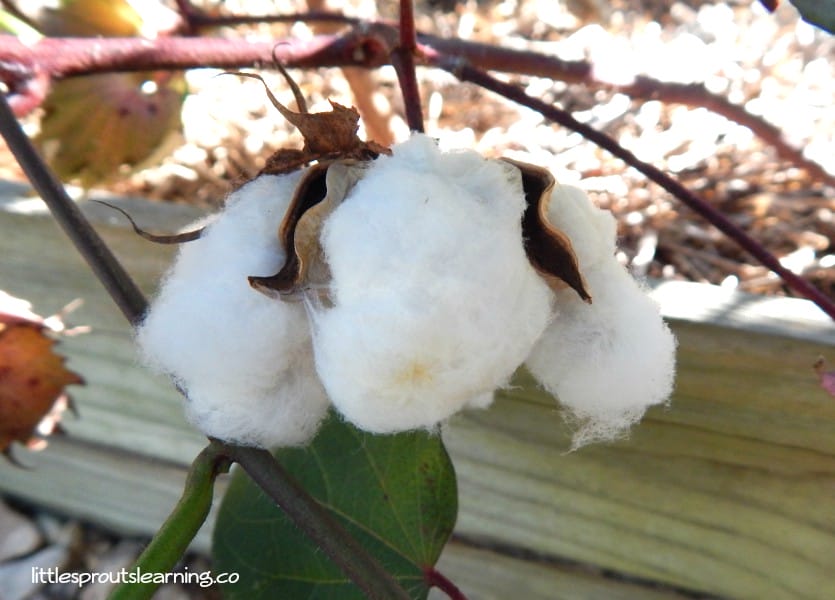 You can learn how to grow cotton in your garden and it's pretty simple to do. We grew cotton in the preschool garden to learn how clothing is made.