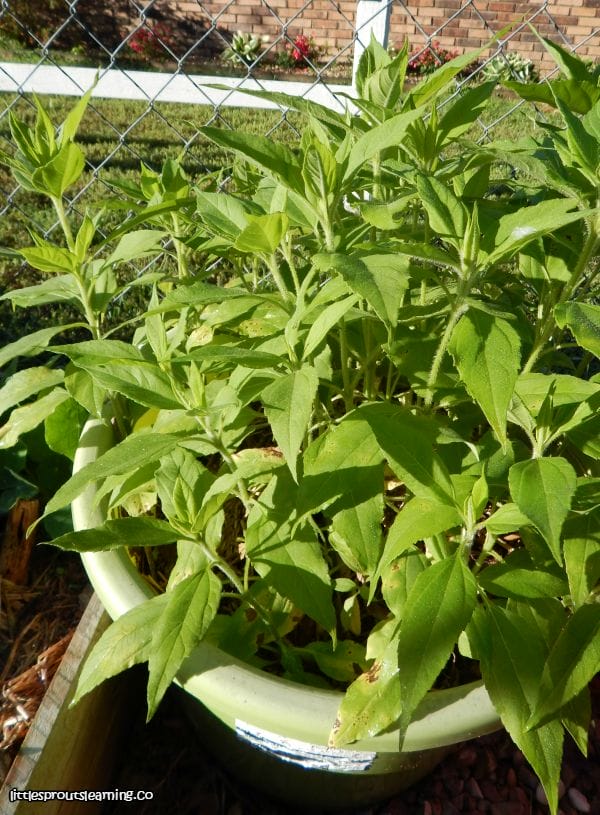 Jerusalem Artichokes (Sunchokes) in a container
