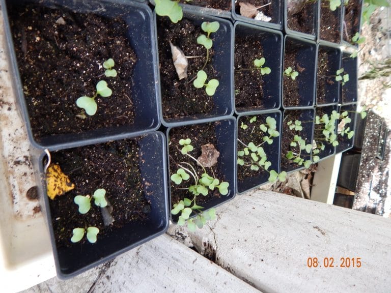 Gardening can be an expensive hobby or an inexpensive way to produce top quality food. Look for cheap or free garden resources and here's how. 