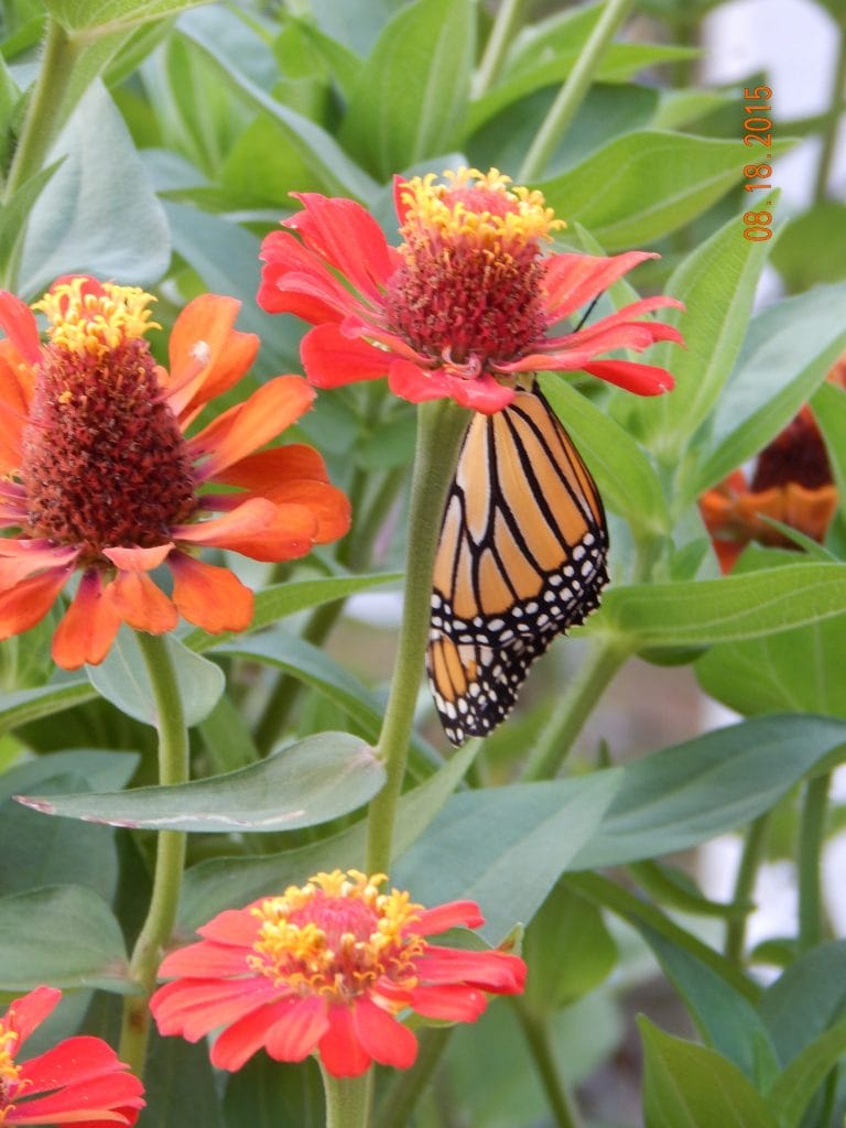 Zinnias are a must-have in the garden for many benefits. They are one of the few plants that tolerate extreme summer heat and drought in Oklahoma.