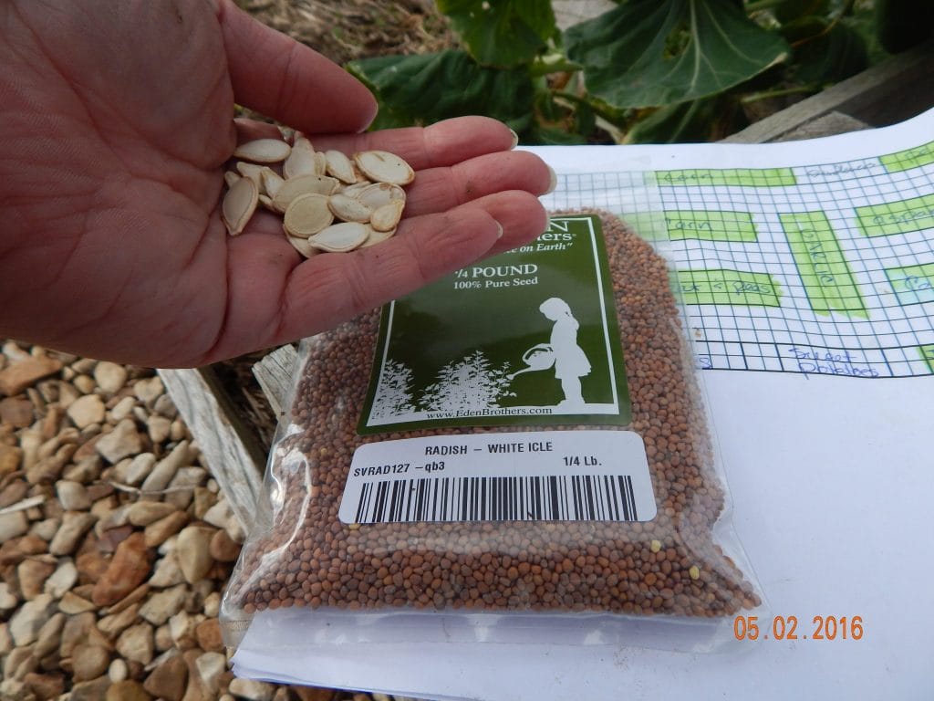 Hand holding squash seeds with a bag of radish seeds and a garden map