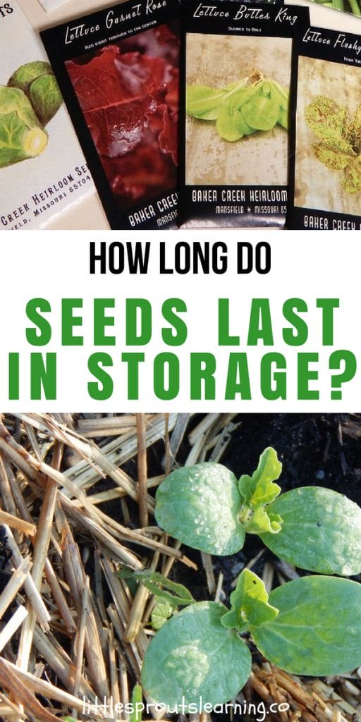 How Long Will Seeds Last in Storage?