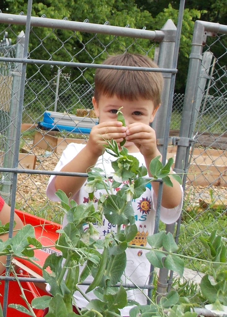 child in the children's garden preschool picking peas off the vine and showing the pea pod he got.