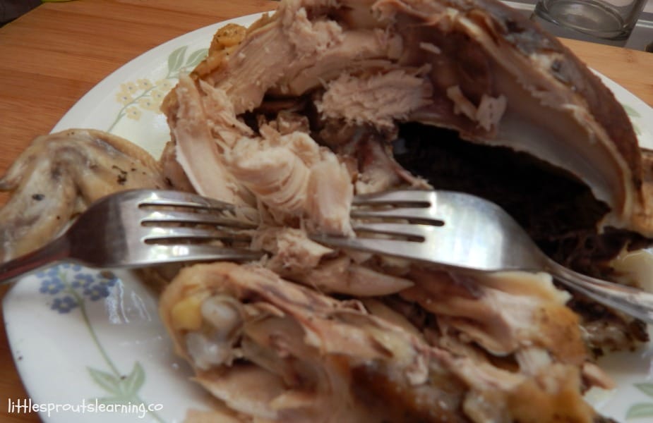 shredding the meat from a whole chicken with two forks