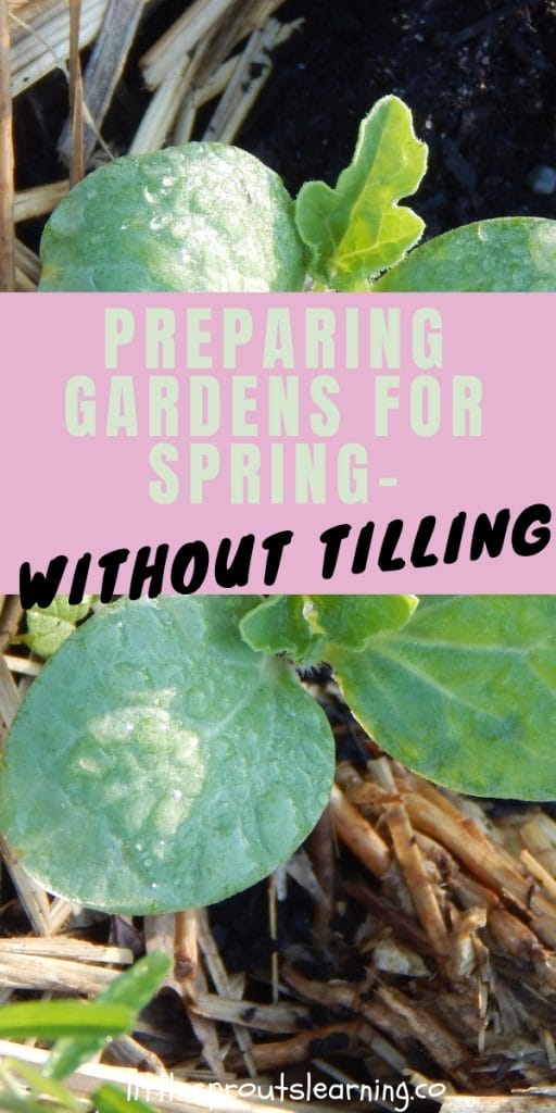 seedlings popping up in a no till garden