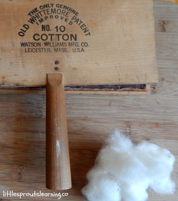 How to grow your own cotton, teaching kids where fiber comes from