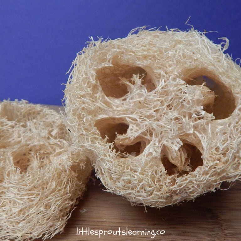 Find out how to grow luffa, where to buy them and all the things they're good for. Use luffa sponge for the body, home, and they're even edible!