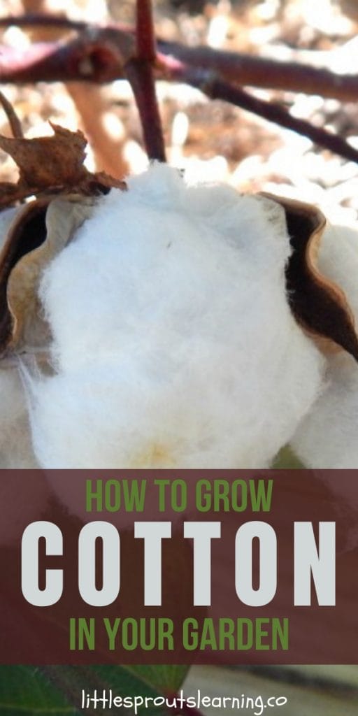 You can learn how to grow cotton in your garden and it's pretty simple to do. We grew cotton in the preschool garden to learn how clothing is made.