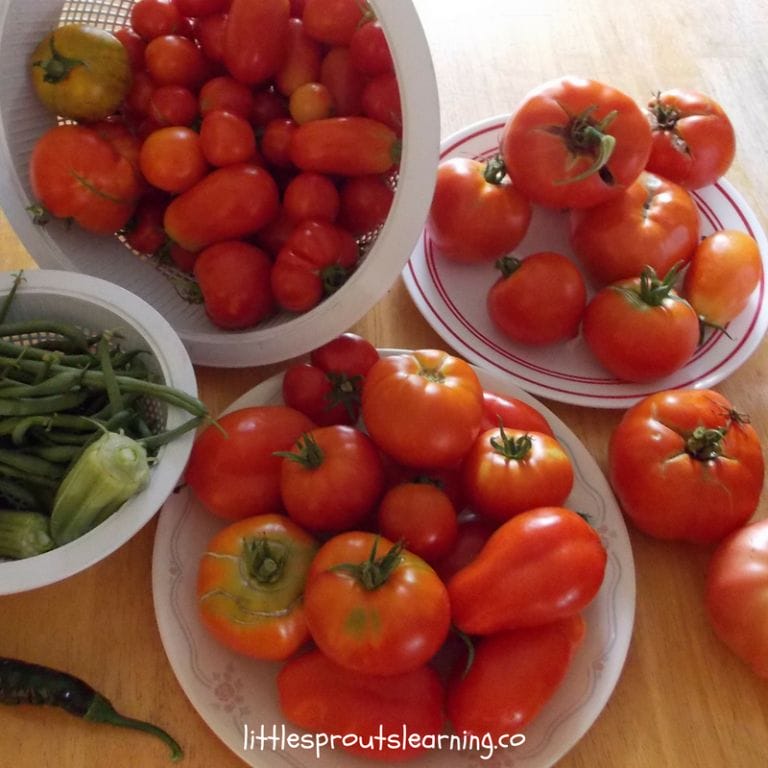 Growing great tomatoes in your home vegetable garden is a passion and an art, but it’s not that hard to learn how. Check out these five secrets to growing great tomatoes.