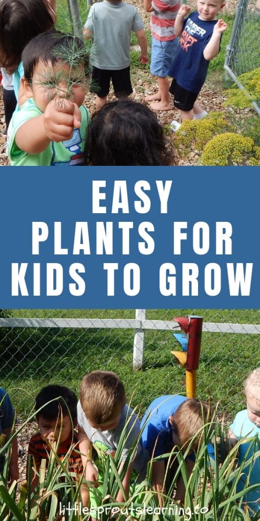 What are the easiest plants for kids to grow? There are a few things that grow fast or are foolproof for the children's garden (and yours).