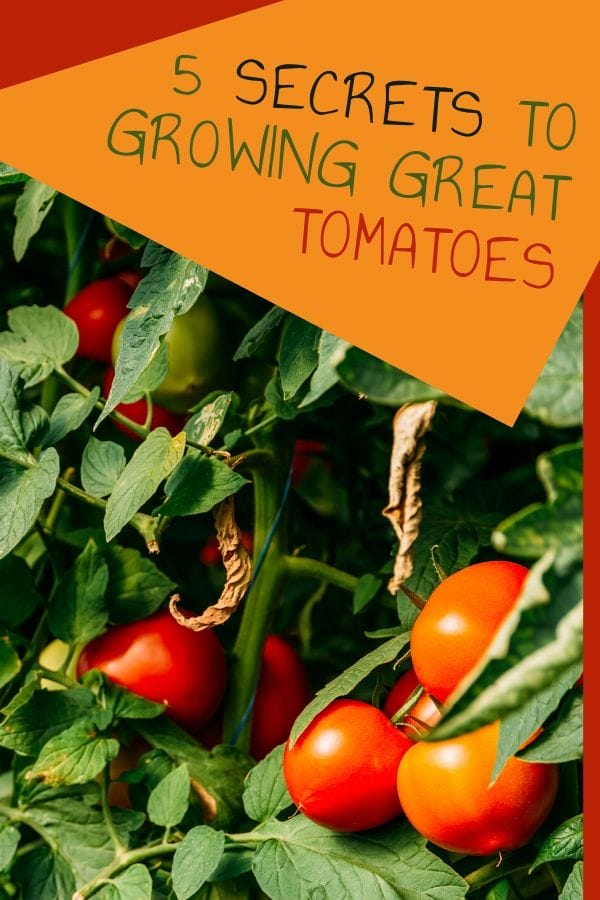 Growing great tomatoes in your home vegetable garden is an art, they can be finicky. Check out these five secrets to growing great tomatoes.