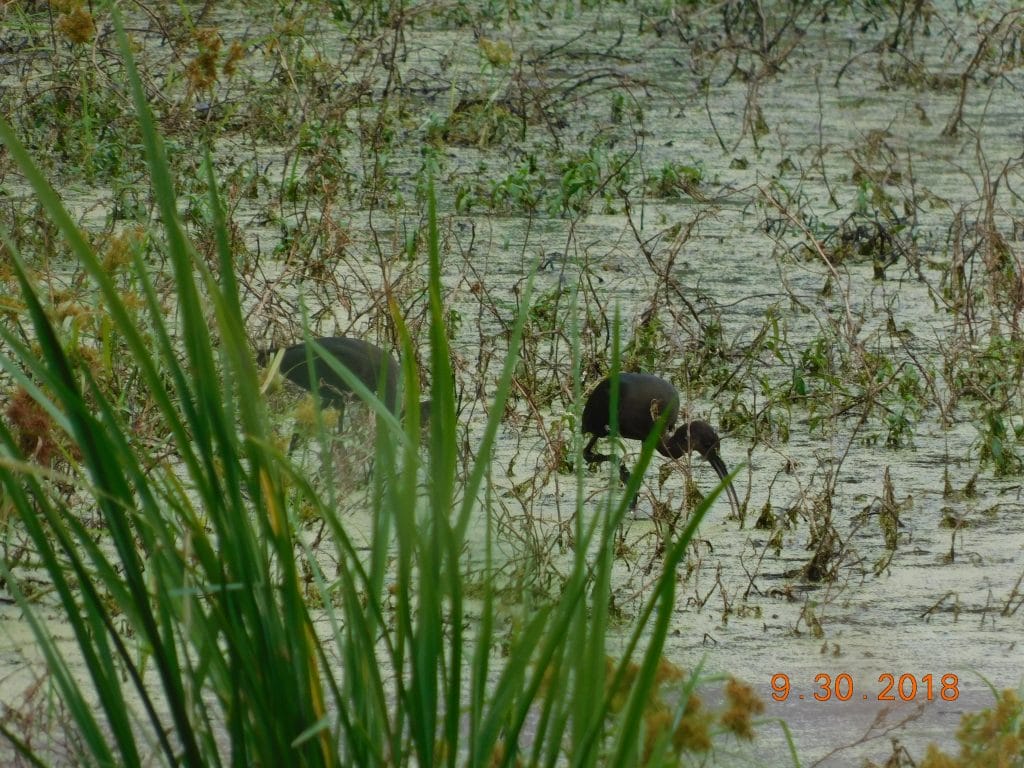 Sequoyah National Wildlife Refuge in vian, cranes standing in water
