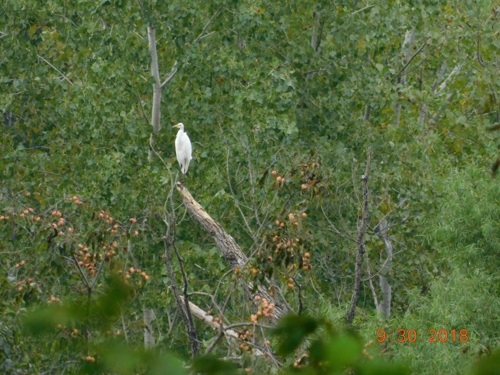 Sequoyah National Wildlife Refuge in vian, crane in tree.