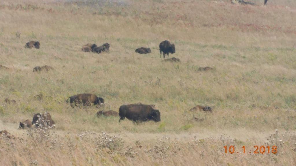 Tall grass prarie in pawhuska, oklahoma bison standing in herd