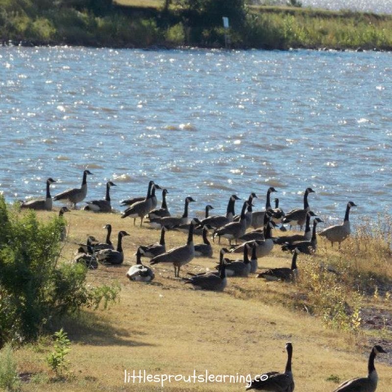 geese at lake carl blackwell
