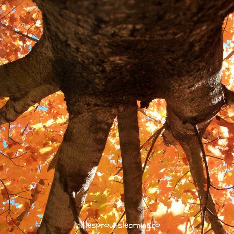 Beautiful tree on oklahoma road trip looking up through the orange foliage of fall