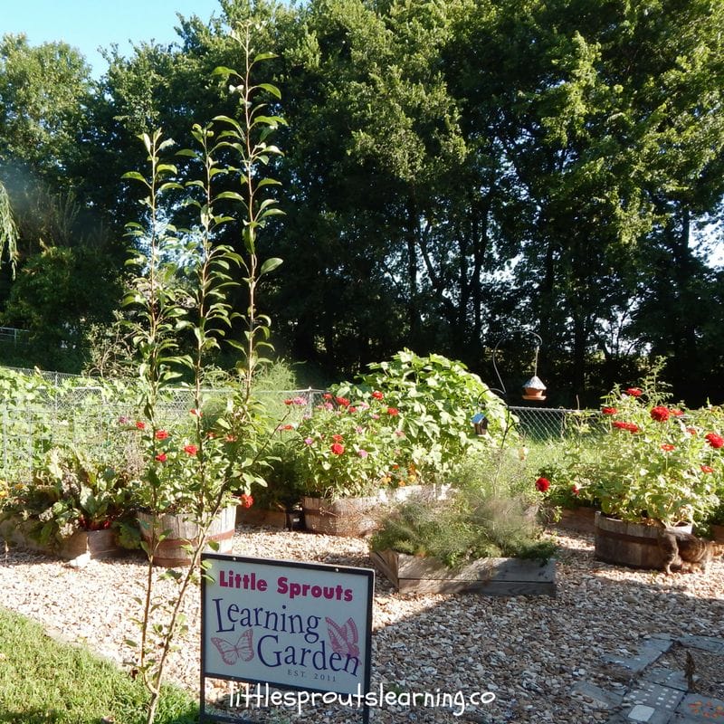 Discover the Importance of Gardening