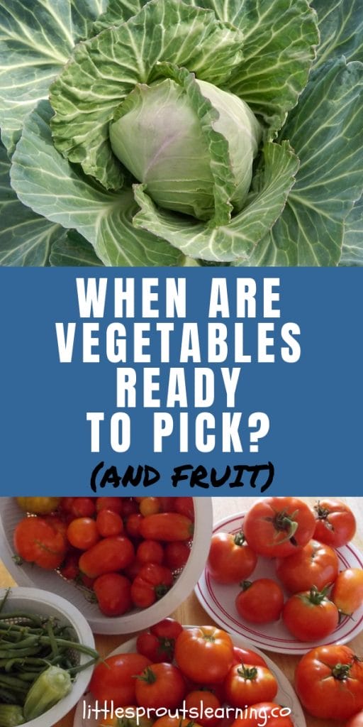 fresh vegetables from the garden and in the garden.
