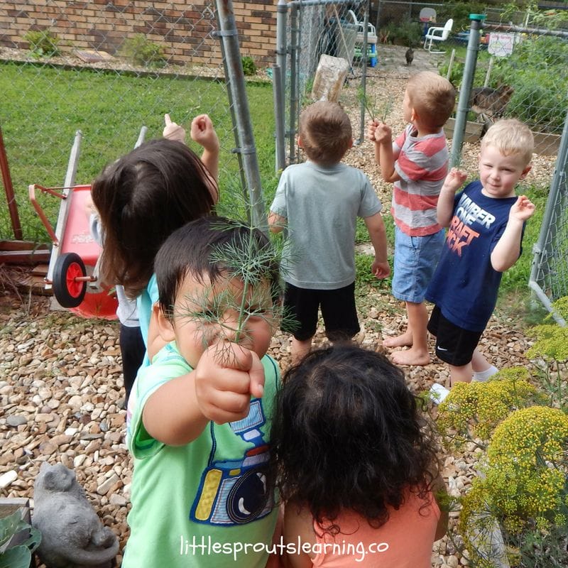 Kids picking dill from the garden to make refrigerator pickles