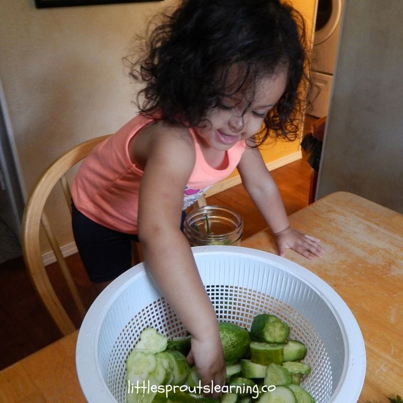 child placing sliced cucumbers in jars to make refrigerator dill pickles. Kid friendly vegetables