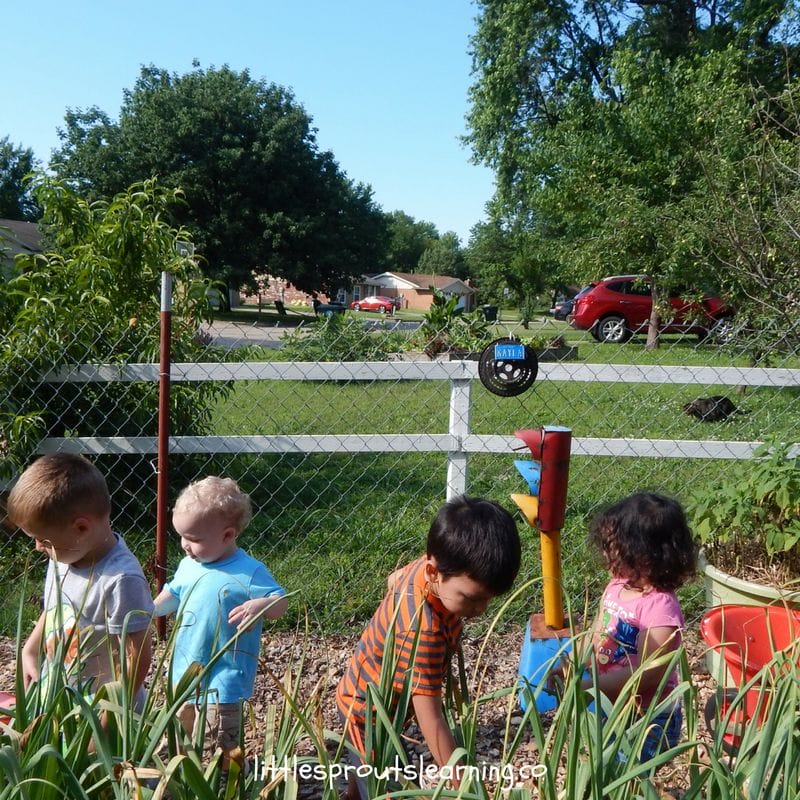 Kids harvesting garlic from the garden