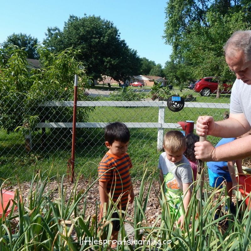 Kids harvesting garlic from the garden with a helper

