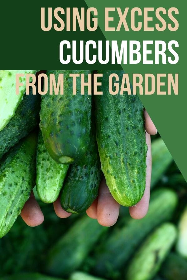 A pile of cucumbers in someone's hands