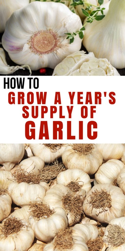 Gorgeous heads of garlic laid out in a big pile