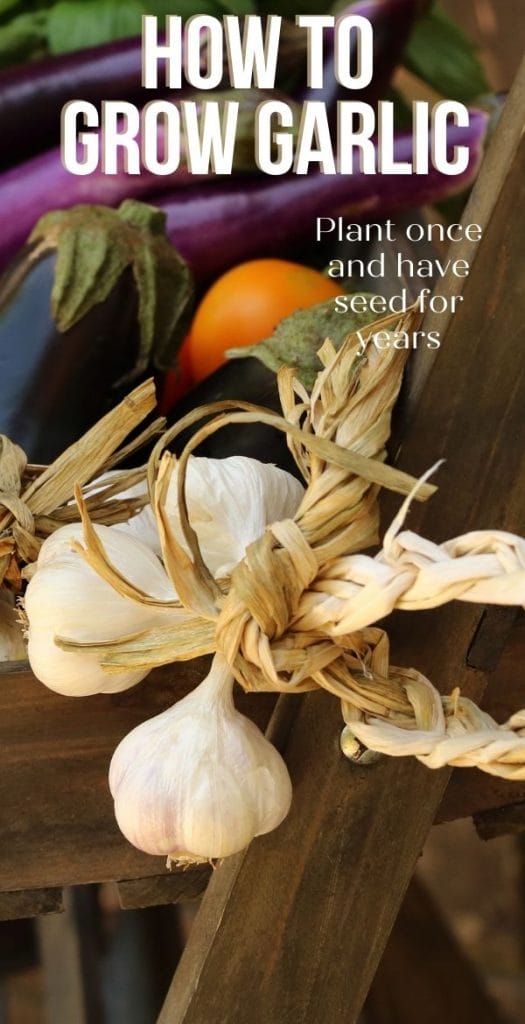 a garlic braid on a farm stand with other veggies
