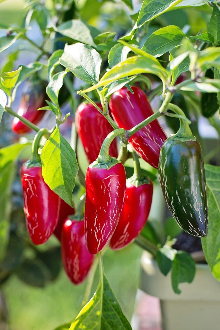 Man does my husband ever love hot peppers. There are so many ways you can preserve excess hot peppers from the garden to enjoy later!
