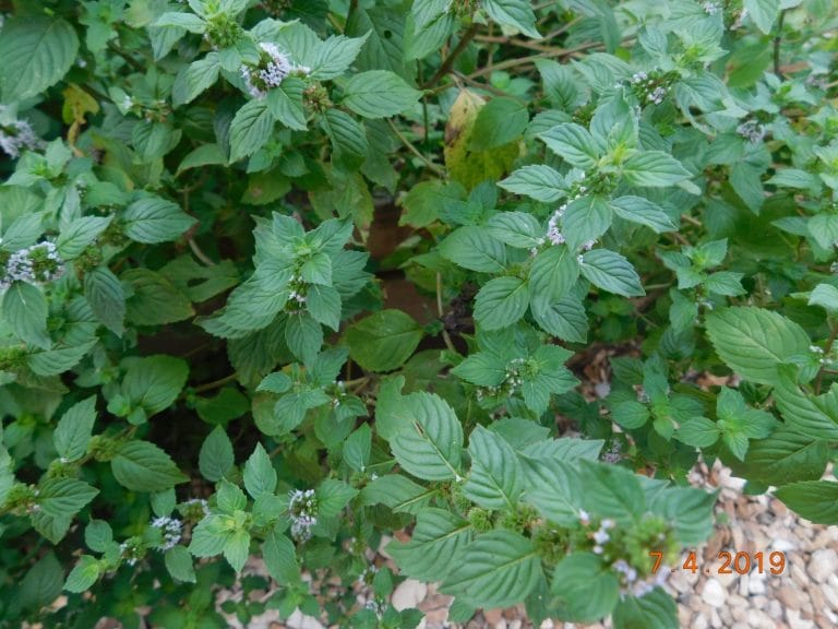 I love getting homemade gifts from my friends. It feels special to put your heart into your gift. There are so many holiday gifts to make from your garden.
