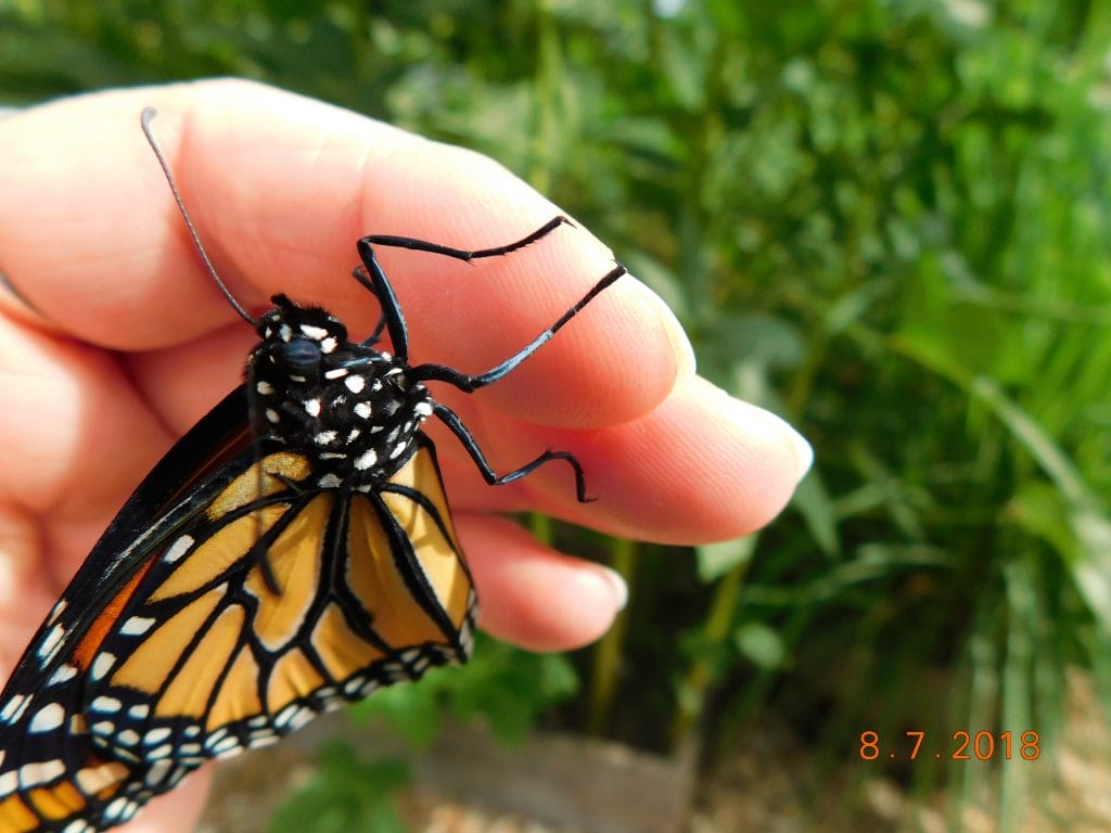 monarch butterfly crawling on fingers