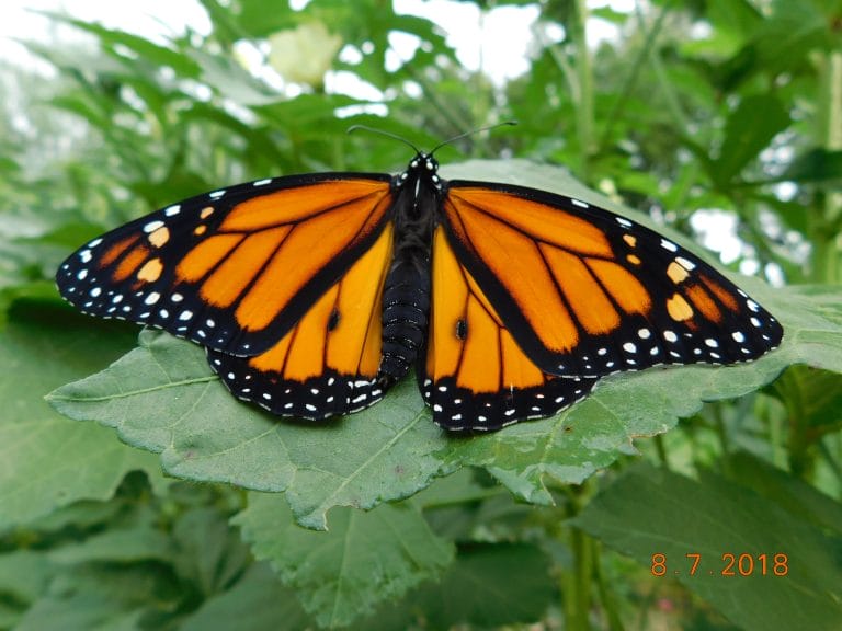 Butterflies are good for more than just beauty, they are one of the best pollinators for your garden. Check out how to attract butterflies to your garden.