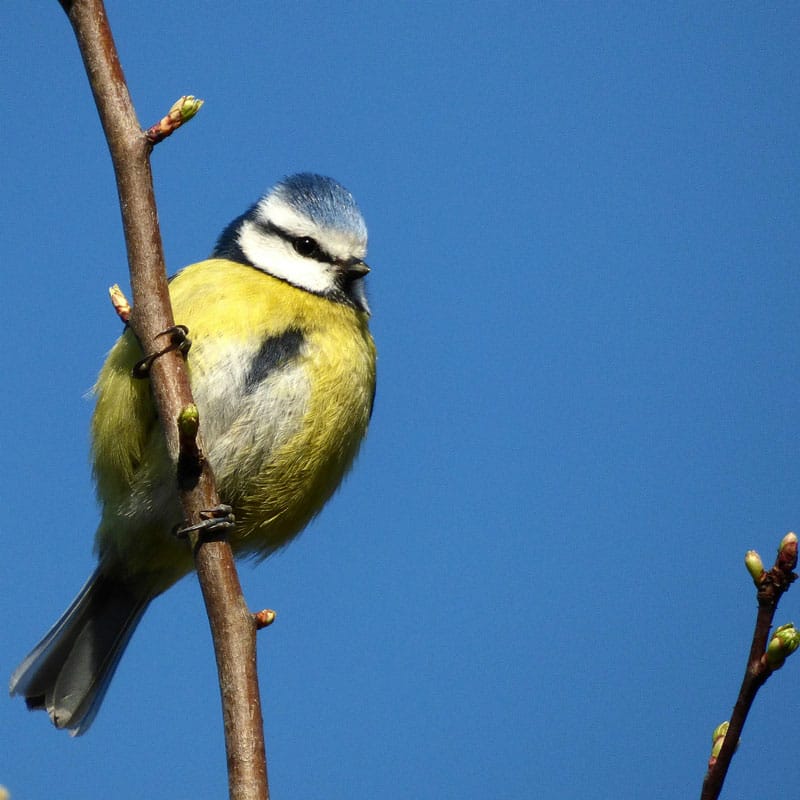 bird on a branch