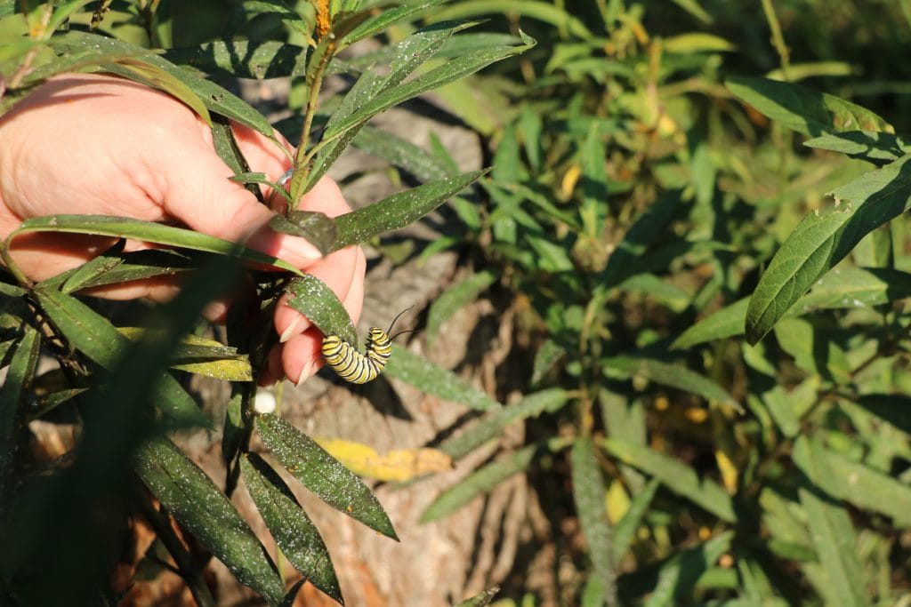 monarch caterpillar on milkweed leaf
