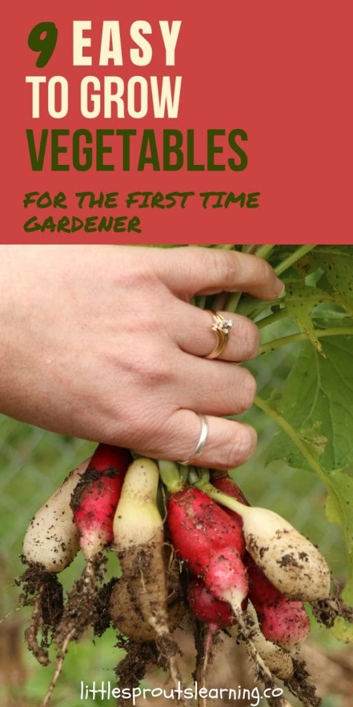 Are you a first-time gardener and want to find the easy to grow vegetables for your first garden voyage? Check out these simple to grow favorites.