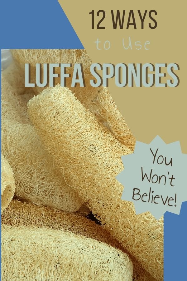 Find out how to grow luffa, where to buy them and all the things they're good for. Use luffa sponge for the body, home, and they're even edible!