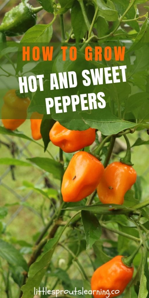hot peppers growing on a plant in the garden