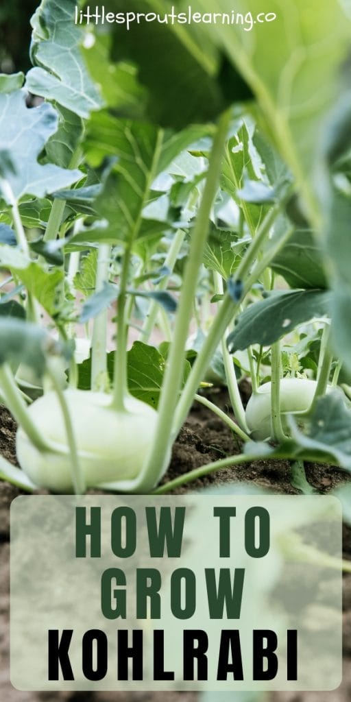 kohlrabi plants in the garden growing