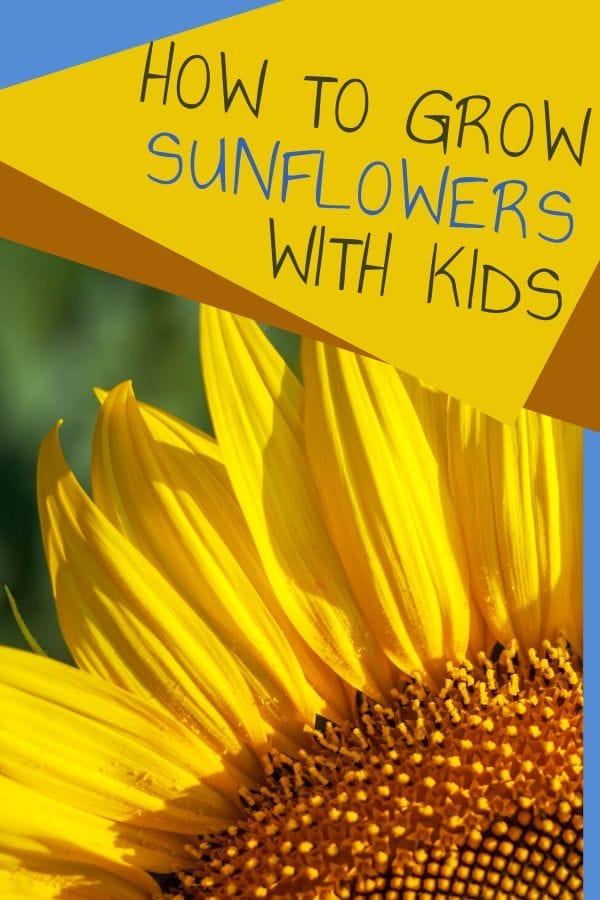 sunflower growing in a children's garden