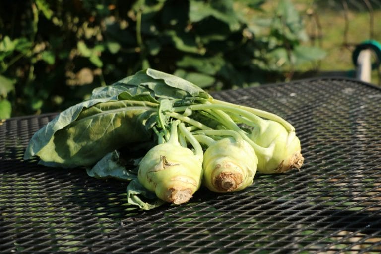 Have you heard of kohlrabi? Learn how to grow kohlrabi.  It's sweet and crunchy, easy to grow and doesn't take up a lot of room to grow. It's a great addition to any vegetable garden.